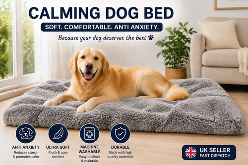 Large calming dog - dog, xxl