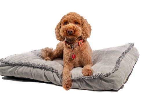 Dog bed ultrasoft - dog, fluffy